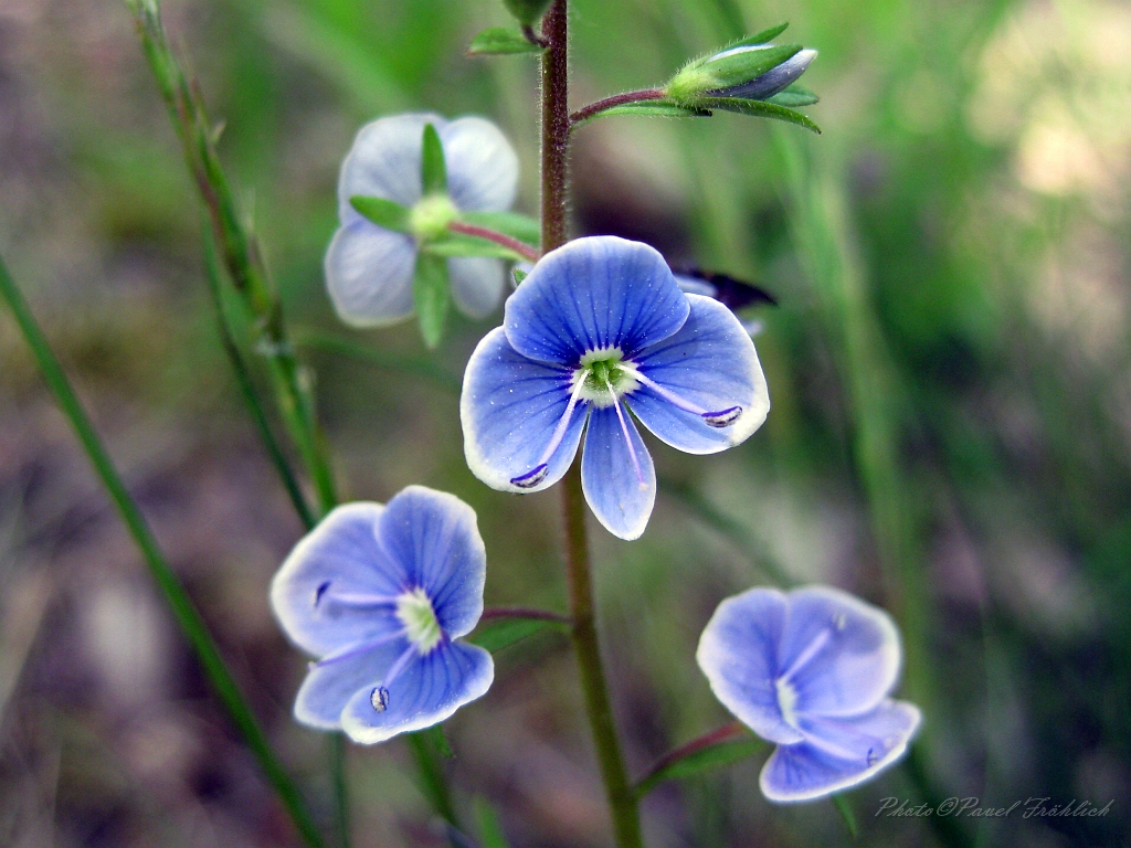 Drobna flora jarniho lesa.jpg